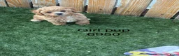 Cavapoochon dogs for sale: Adorable Cavapochon pups - Advert 15