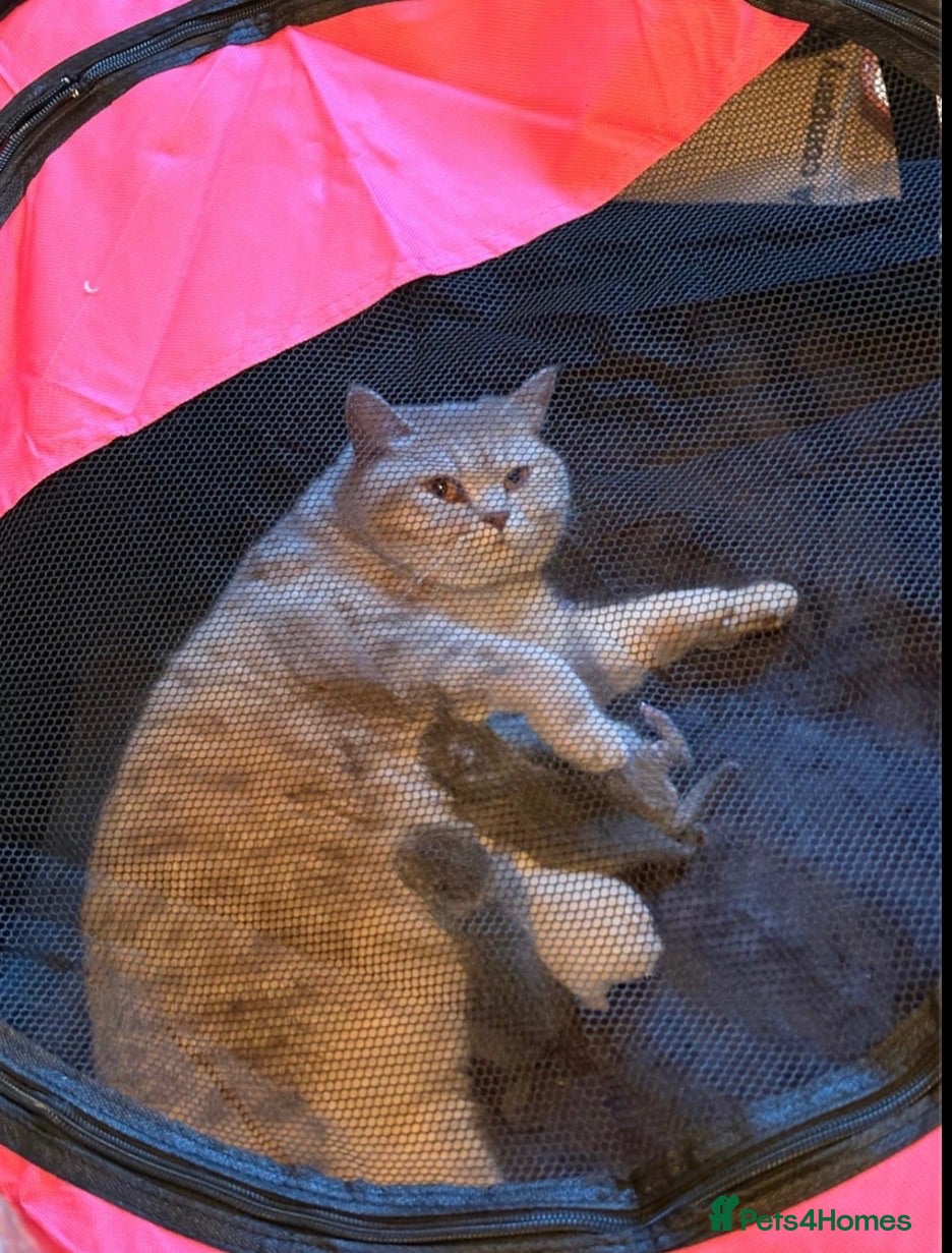 British Shorthair cats 3 beautiful brothers ready for there loving home  - Advert 1