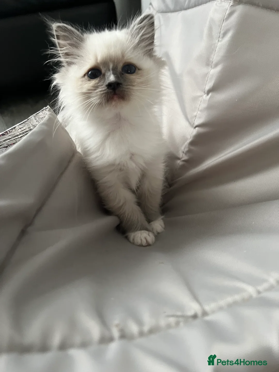 Ragdoll cats for sale: Blue mitted female ragdoll kitten  - Advert 1