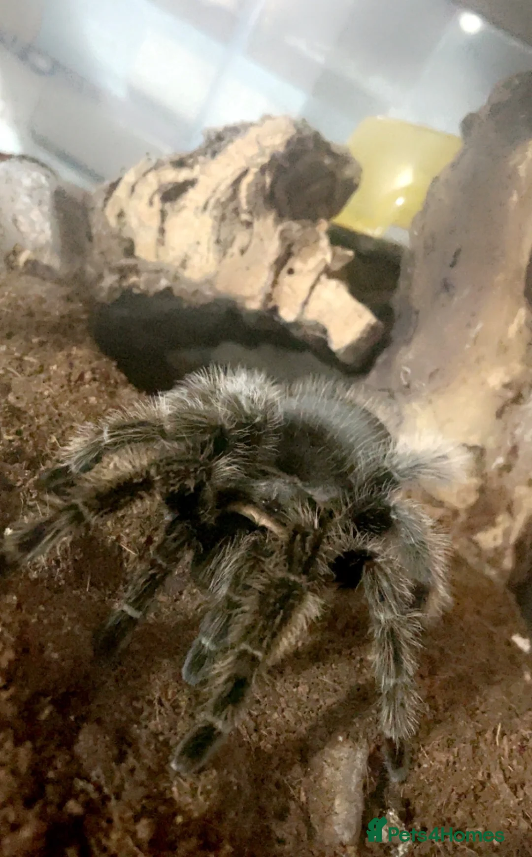 Tarantulas invertebrates for sale: curly hair  in London - Advert 1