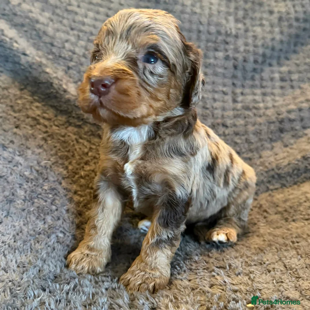 Cockapoo dogs for sale: Beautiful Cockapoo puppies  in Ferryhill - Advert 12