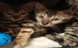 Bengal cats for sale: Bengal kittens  - Image 12