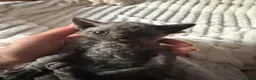 Devon Rex cats for sale: Outstanding kittens.  - Advert 23