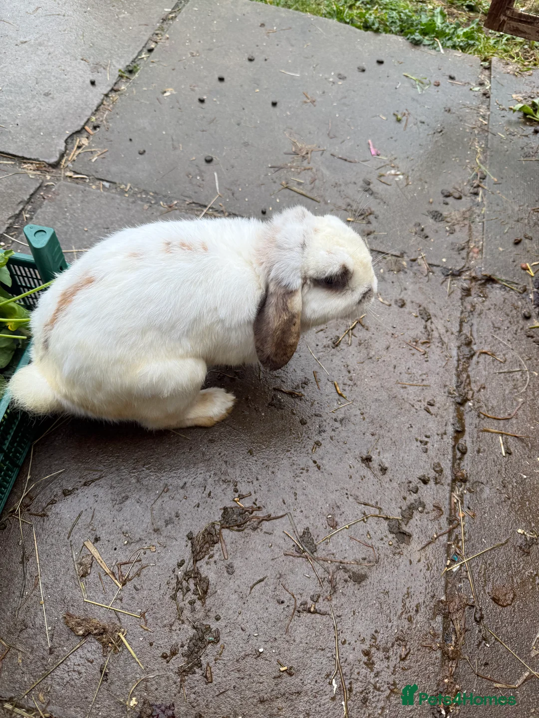 Mini Lop rabbits for sale: Coco pops and honey - Advert 6