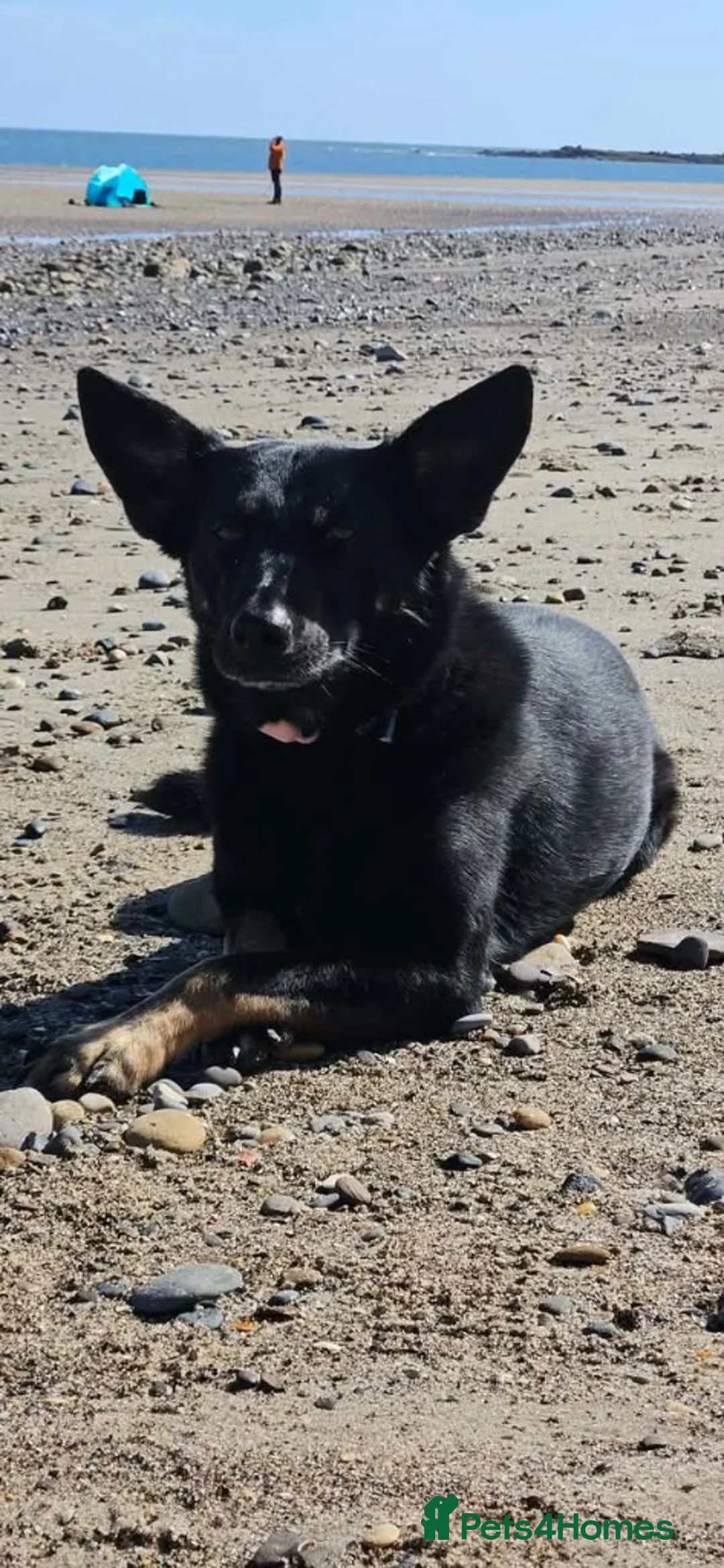 Mixed Breed dogs for adoption: Forever home needed for beautiful Lola  in Ayr - Advert 22