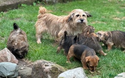 Mixed Breed dogs for sale: Stunning Norfolk terrier x jrt pups ready now - Image 31