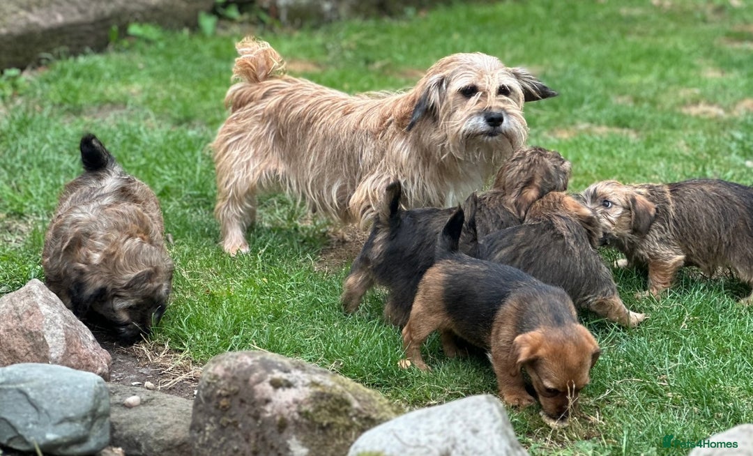 Mixed Breed dogs for sale: Stunning Norfolk terrier x jrt pups ready now - Image 31