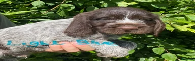 German Wirehaired Pointer Puppy 2
