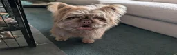 French Bulldog dogs for sale: Floodle french bulldog - Advert 1