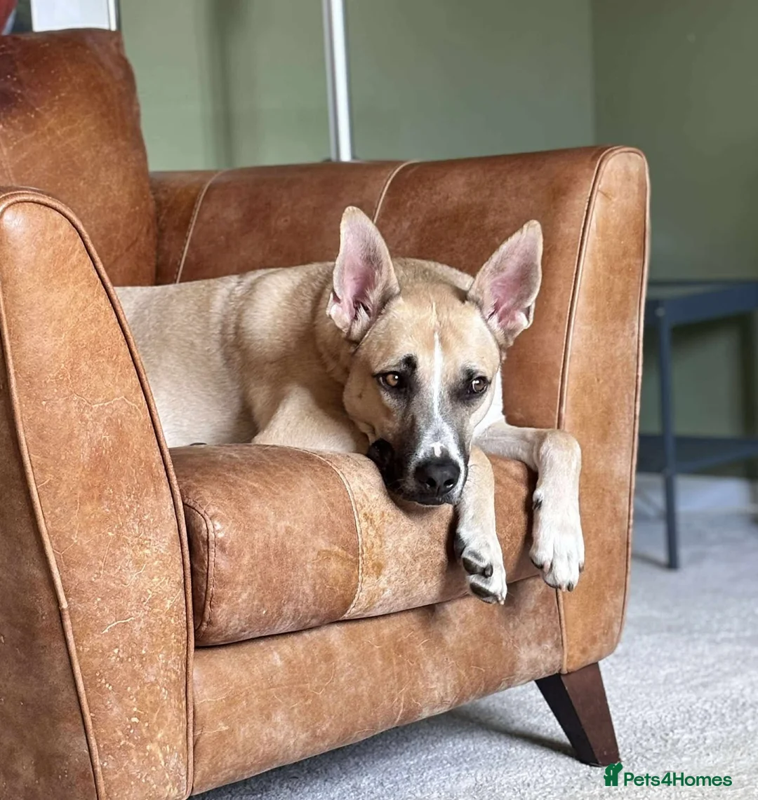 Mixed Breed dogs for adoption: COOPER – A wondrous mixed breed boy, 2 years old in London - Advert 8