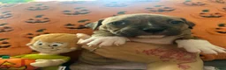 Mixed Breed dogs for sale: Pocket bully x Staffy pups Last 2 pups ⭐️💖 - Advert 17