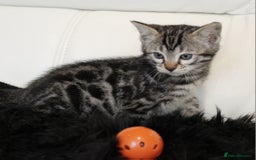 Bengal cats for sale: Gorgeous Bengal kittens - Image 16