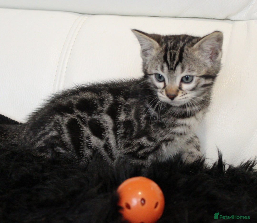 Bengal cats for sale: Gorgeous Bengal kittens - Image 16