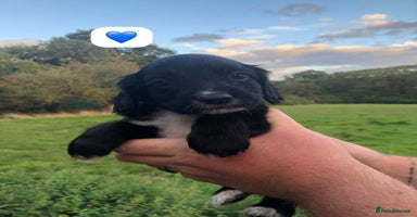 Cocker Spaniel dogs - Advert 14
