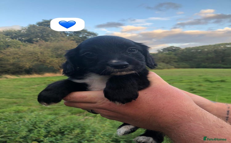 Cocker Spaniel dogs - Advert 3