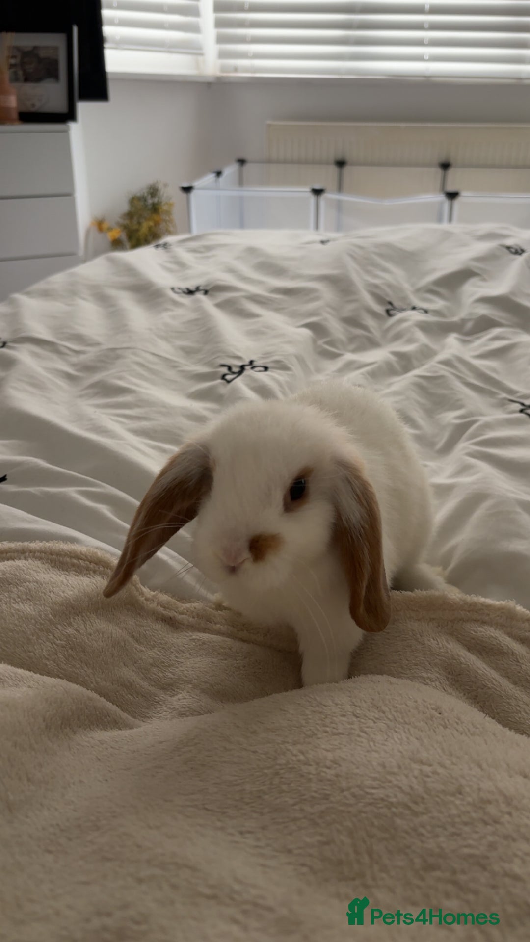Mini Lop rabbits for sale: Mini lops - Advert 3