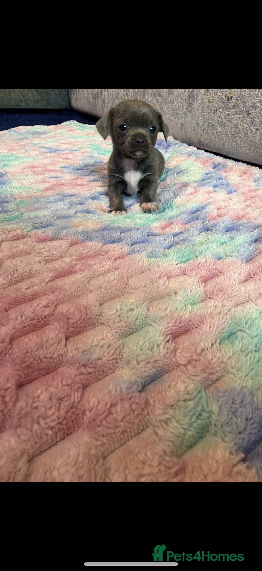 Chihuahua dogs for sale: Tiny Chihuahua puppies - Advert 4