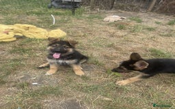 German Shepherd dogs for sale: Gorgeous and healthy German Shepherds Puppies - Image 9