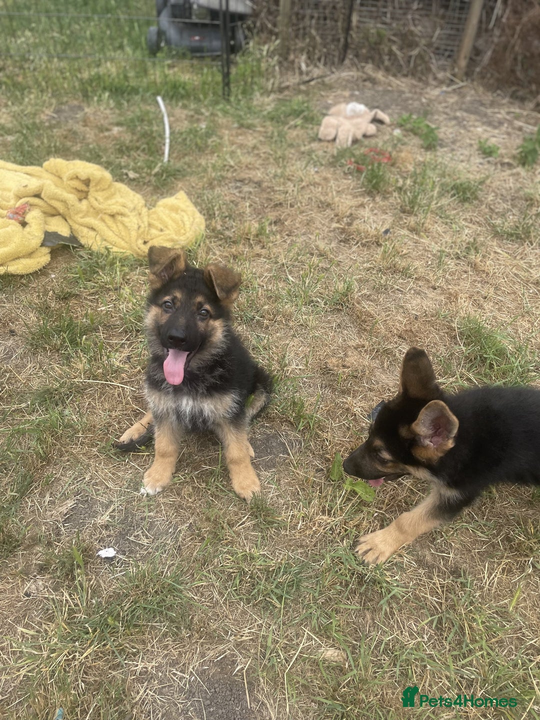 German Shepherd dogs for sale: Gorgeous and healthy German Shepherds Puppies - Image 9