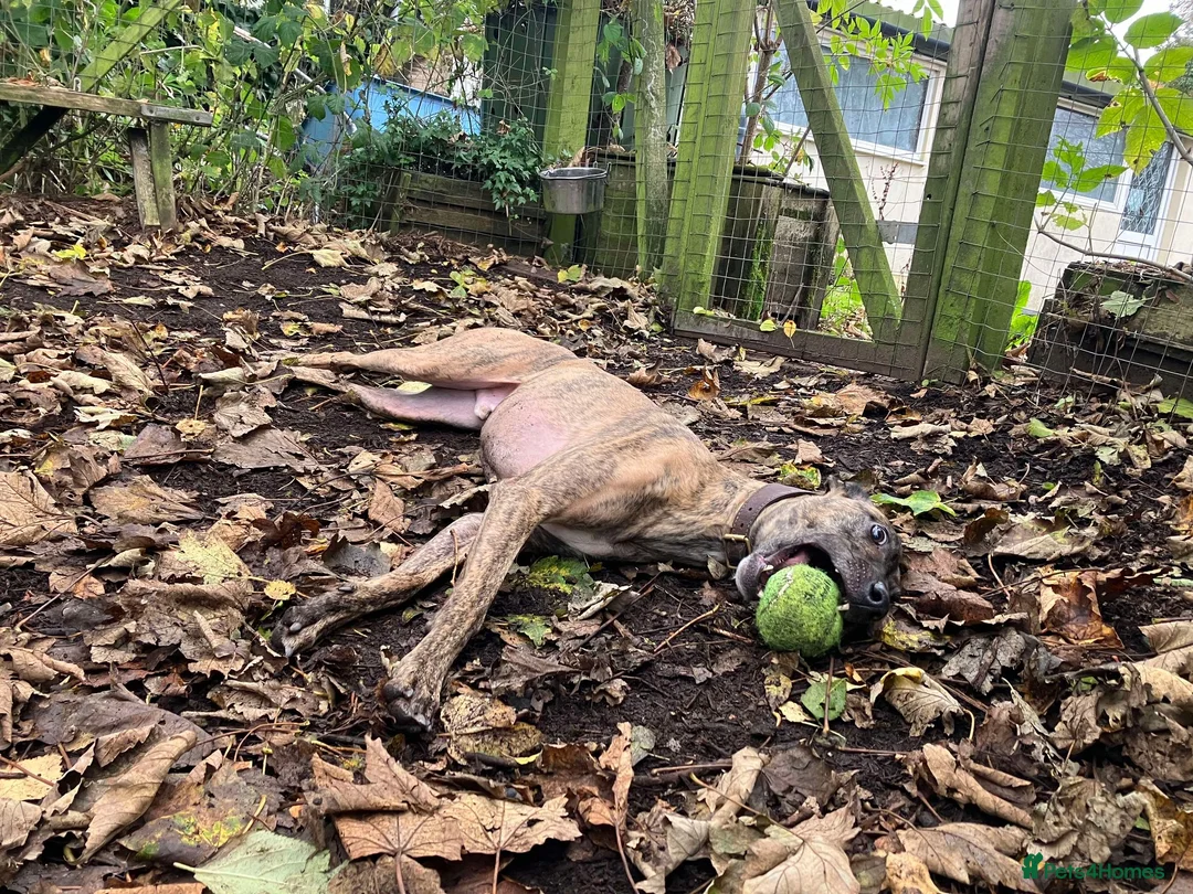 Lurcher dogs for adoption: MAX, little lurcher in rescue in Halifax - Advert 6