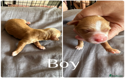 Sprocker dogs for sale: 5 beautiful little sprockers - Image 3