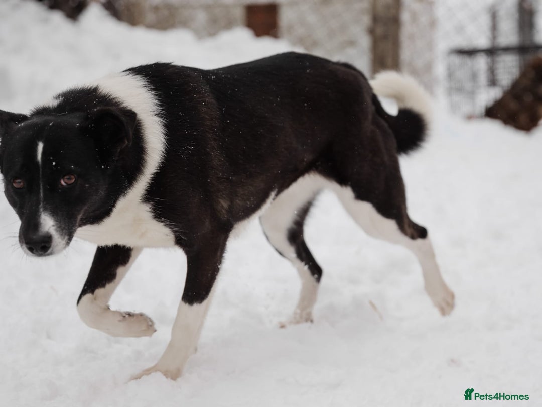 Mixed Breed dogs for adoption: ❤️Zoria❤️- medium-sized 2-year-old sunny girl  - Advert 13