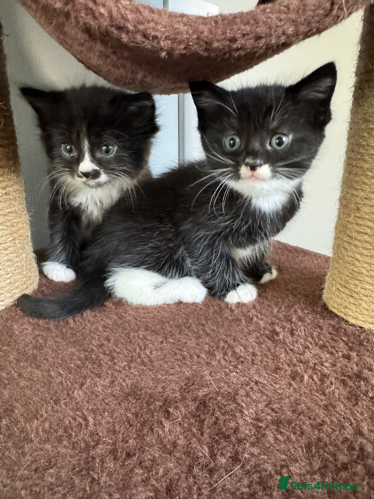 Mixed Breed cats Kittens For Sale - Advert 1
