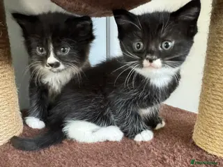 Mixed Breed cats Kittens For Sale - Advert 1