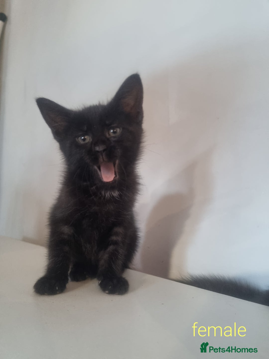 Maine Coon cats for sale: 4 adorable 😍 Mainecoon girls - Advert 23