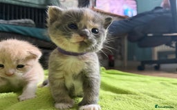 Mixed Breed cats for sale: Beautiful babies ready in 2 weeks - Image 4