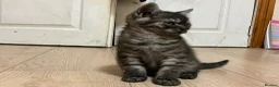 British Shorthair cats for sale: Rare BSH kitten - Advert 4