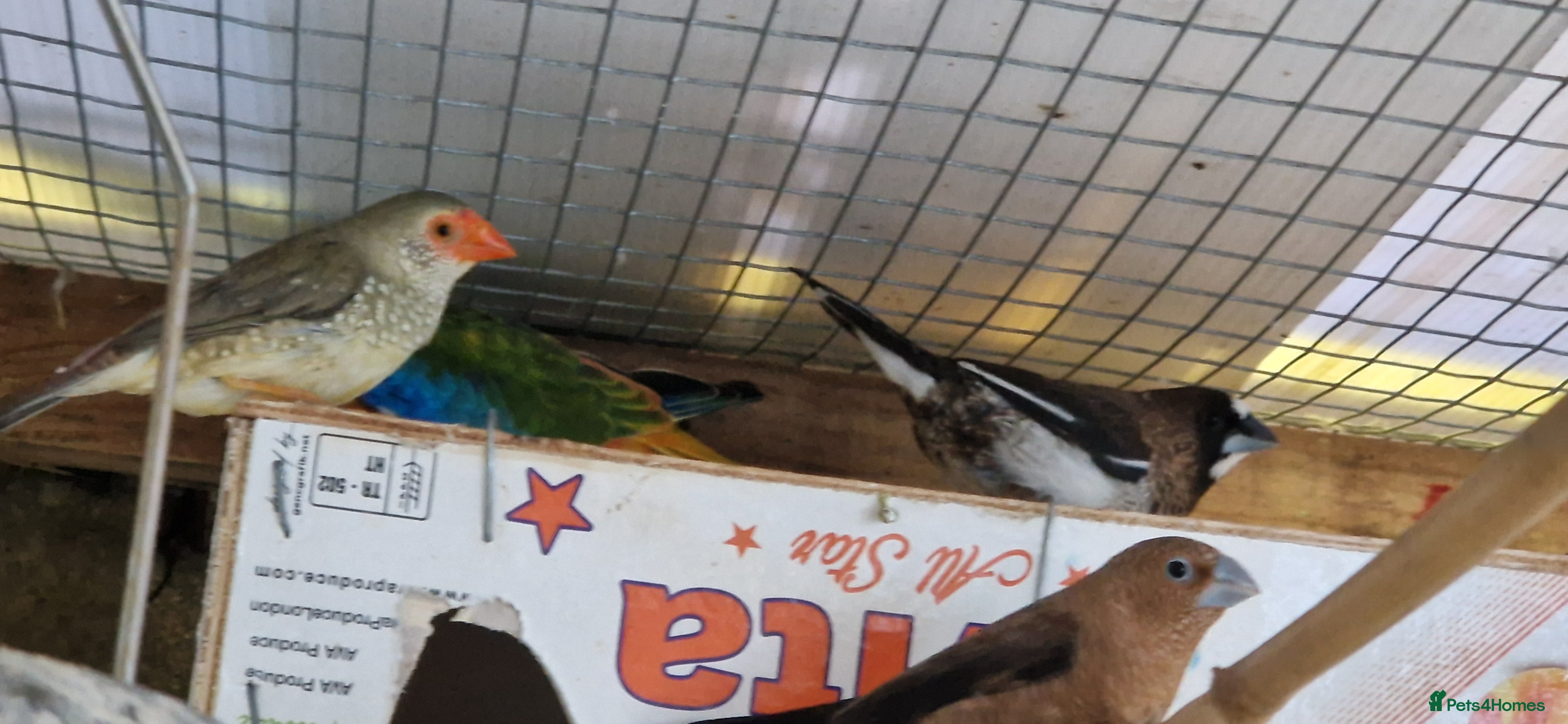 Finches birds Benghal and Helans finches for sale in E12 - Advert 18