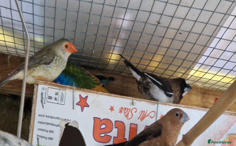 Finches birds Benghal and Helans finches for sale in E12 - Advert 3