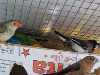 Finches birds Benghal and Helans finches for sale in E12 - Advert 14