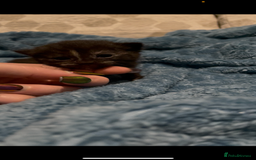 Domestic Shorthair cats for sale: Kittens ready to reserve  - Image 10