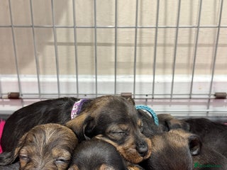 Dachshund dogs Wire haired Teckel puppies - Advert 2