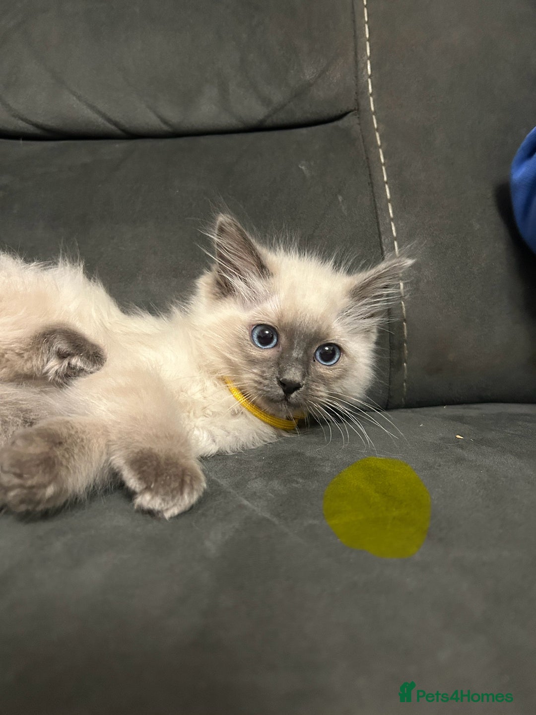 Ragdoll cats for sale: Totally adorable pure Ragdoll boys - Advert 5