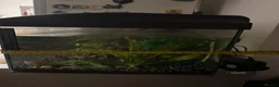 Other/Mixed Breed fish for sale:  Tropical Fish Tank with Fish & Accessories - Advert 3