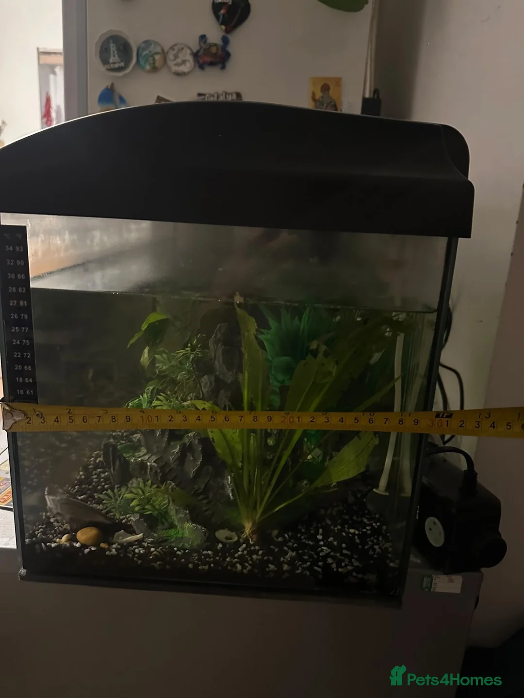 Other/Mixed Breed fish for sale:  Tropical Fish Tank with Fish & Accessories - Advert 3
