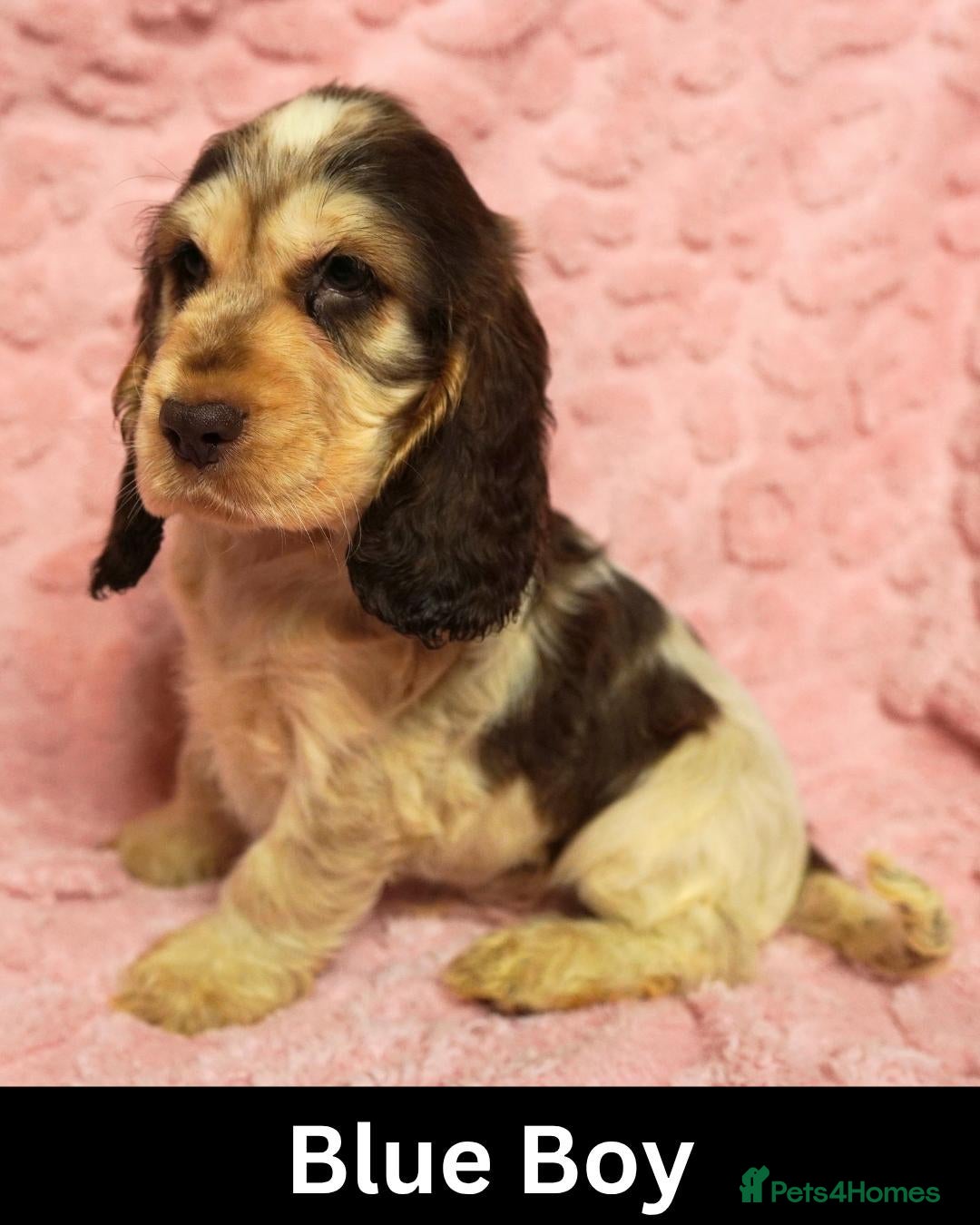 Cocker Spaniel dogs Quality, Show Type, Cocker Spaniel Puppies - Advert 1