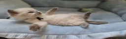 Ragdoll cats for sale: 5Gen Ped Ragdoll Kittens&Ready2Reserve - Advert 20