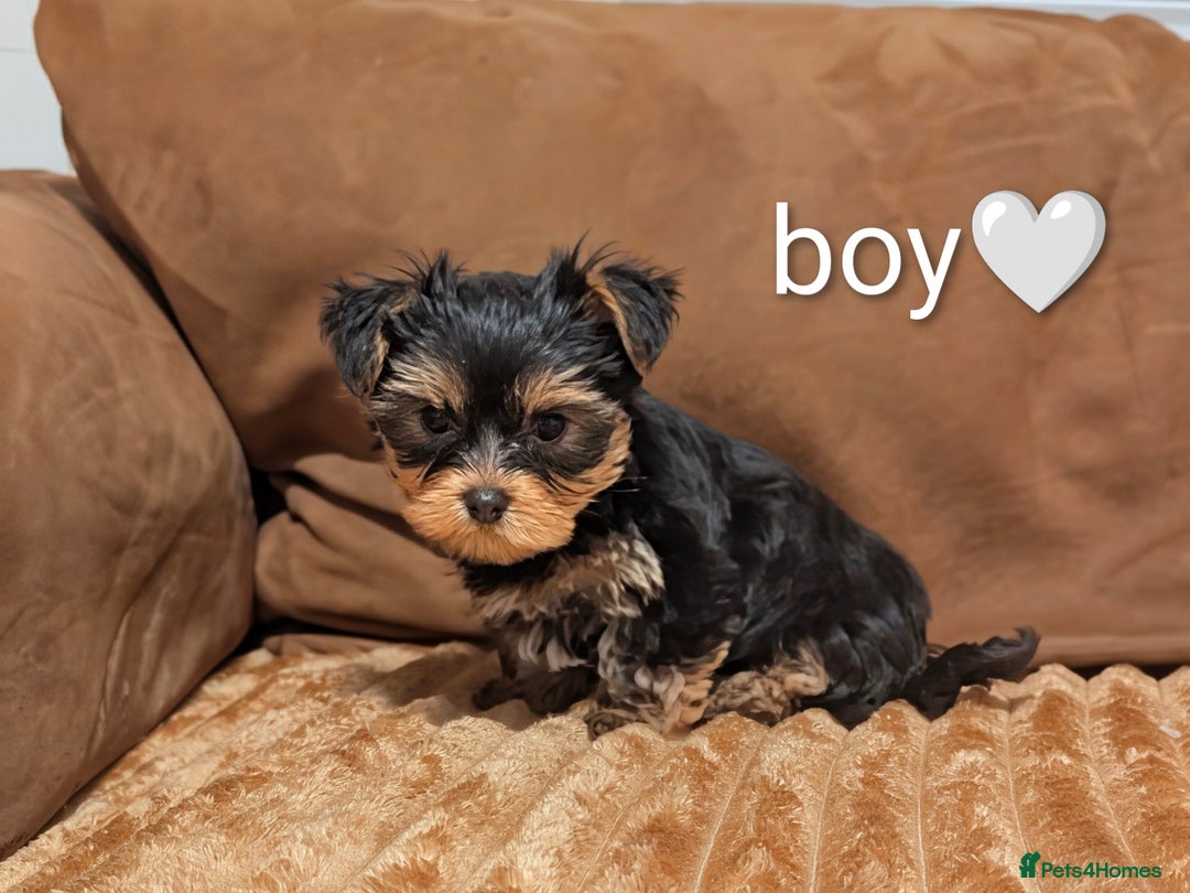 Yorkshire Terrier dogs for sale: Adorable Yorkshire terrier puppy available  - Advert 29
