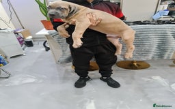 Cane Corso dogs for sale: Cane Corso Puppies in Wolverhampton - Image 13