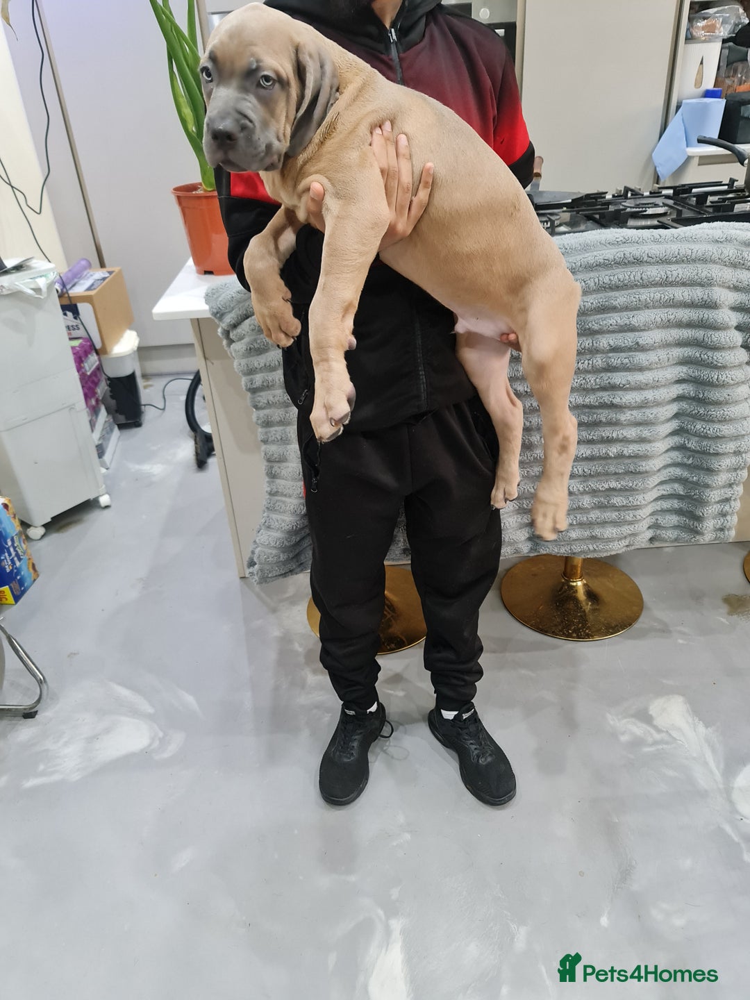 Cane Corso dogs for sale: Cane Corso Puppies in Wolverhampton - Image 13