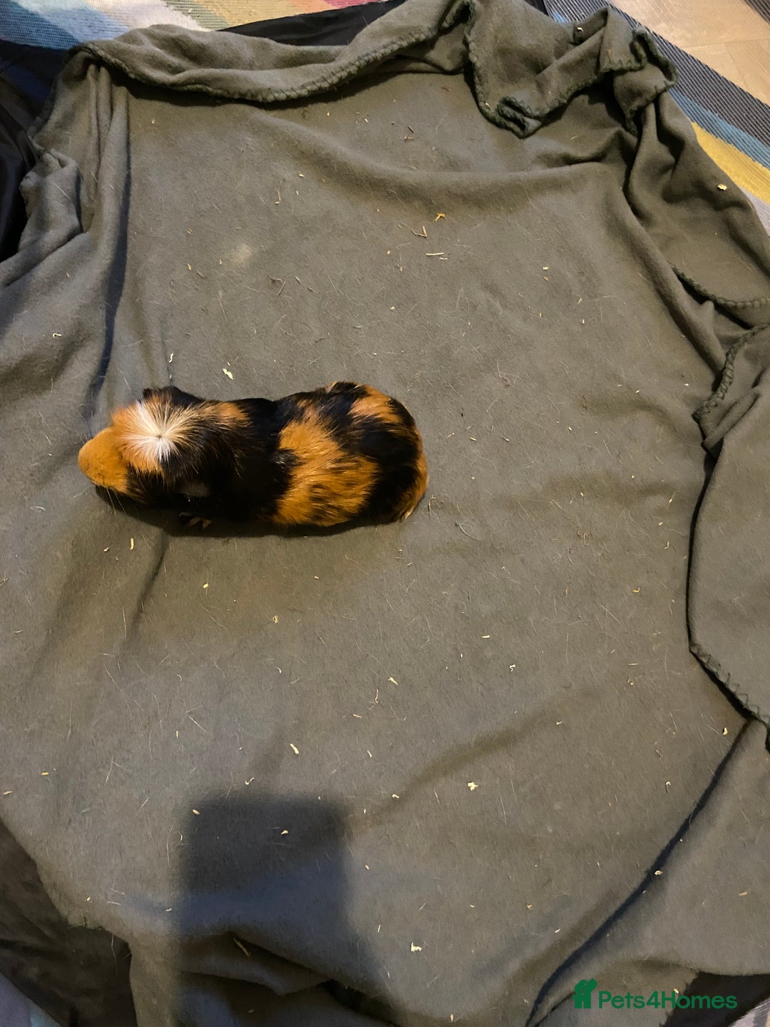 Guinea Pig rodents for sale: 2 Beautiful guinea - Advert 3