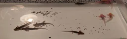 Axolotl reptiles for sale: Mixed Axolotl Babies in Welshpool - Advert 3