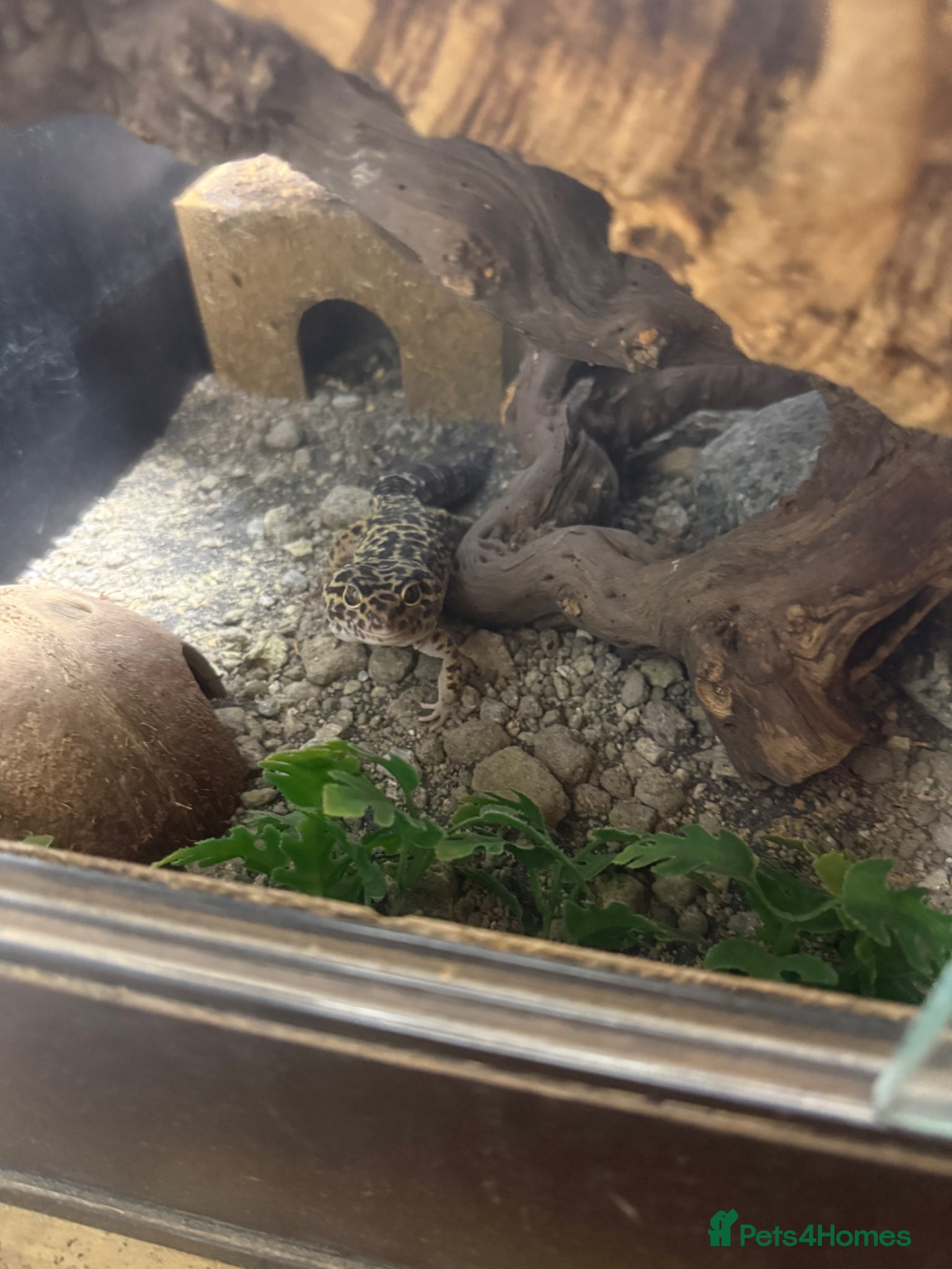 Leopard Gecko reptiles Male Mack snow Leopard Gecko - Advert 1