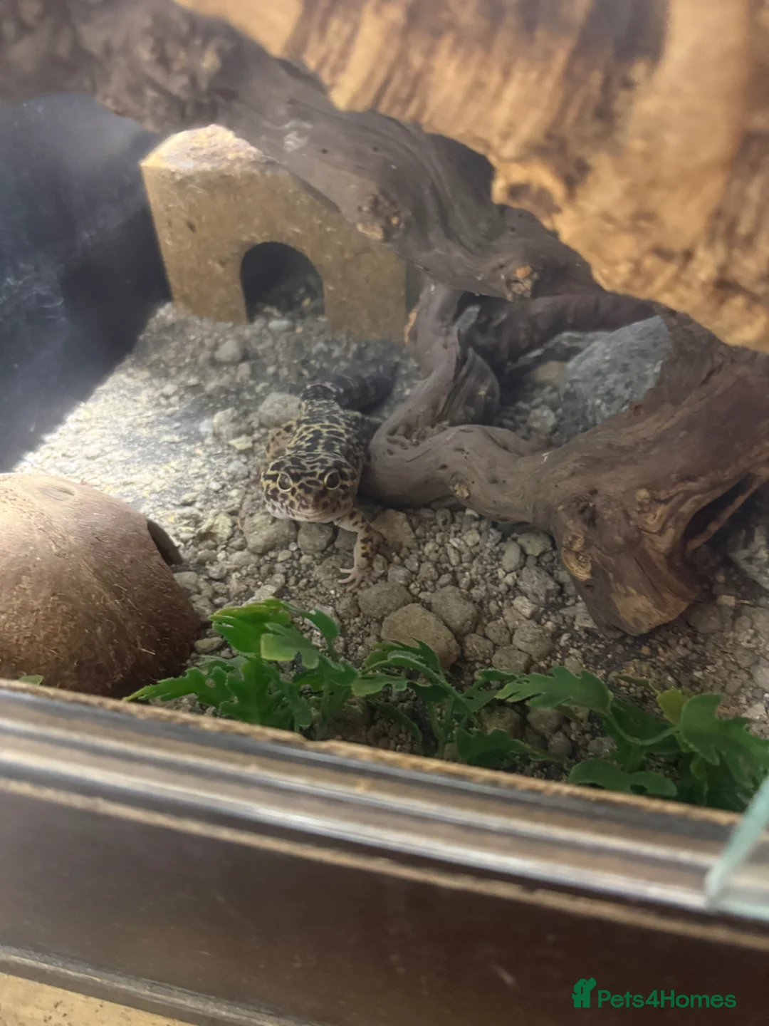 Leopard Gecko reptiles for sale: Male Mack snow Leopard Gecko - Advert 1