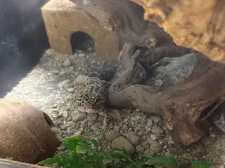 Leopard Gecko reptiles Male Mack snow Leopard Gecko - Advert 1