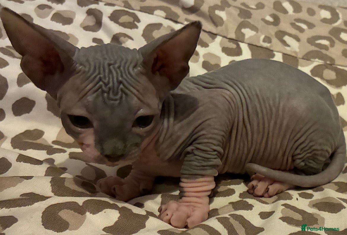 Sphynx cats Sphynx 2 girls 2 boys Blue  - Advert 1